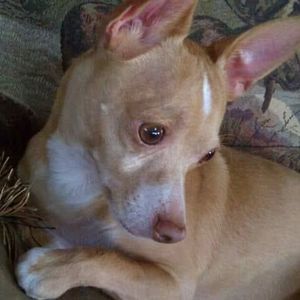 Meet your Posher, Susan